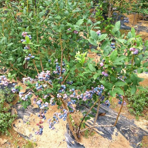 北高丛蓝梅耐寒多少度,北高丛蓝莓种植